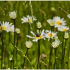 Blumenwiese