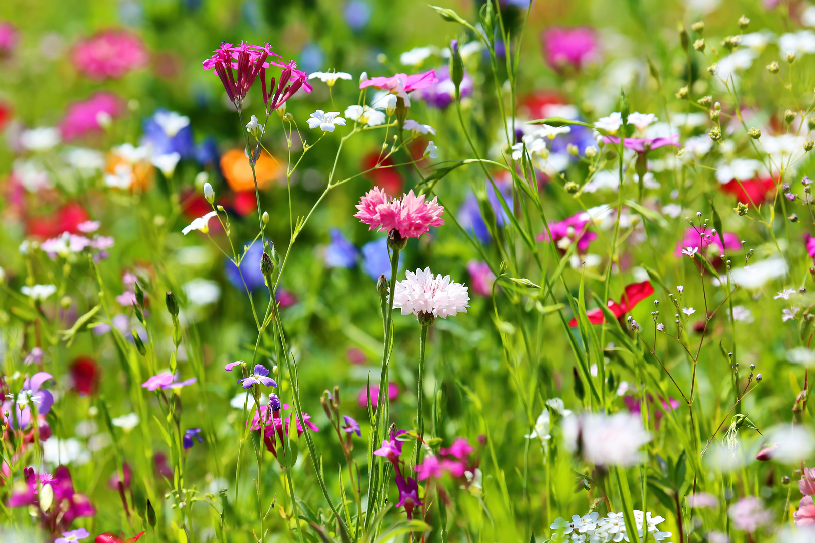 Blumenwiese