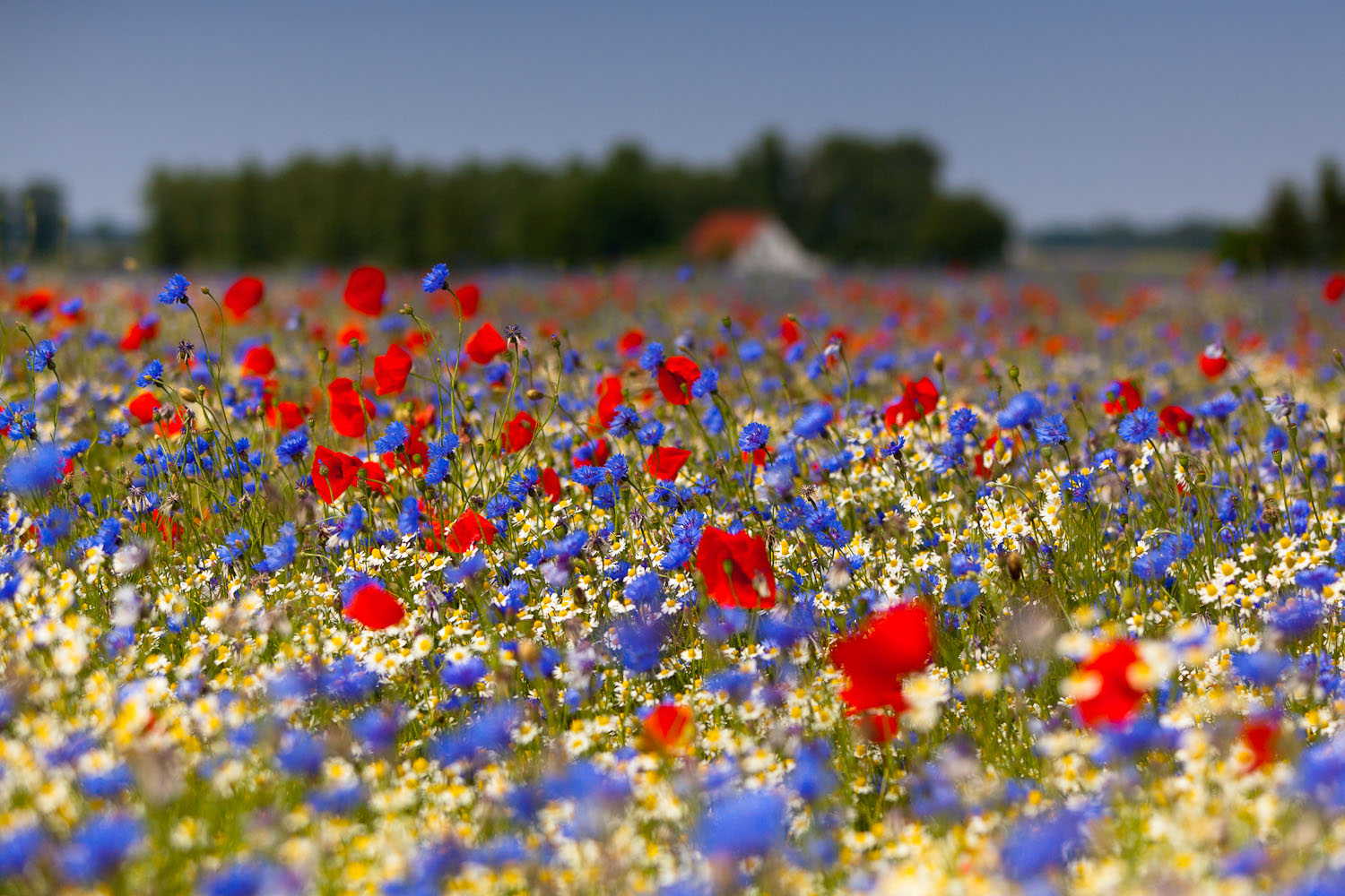 Blumenwiese