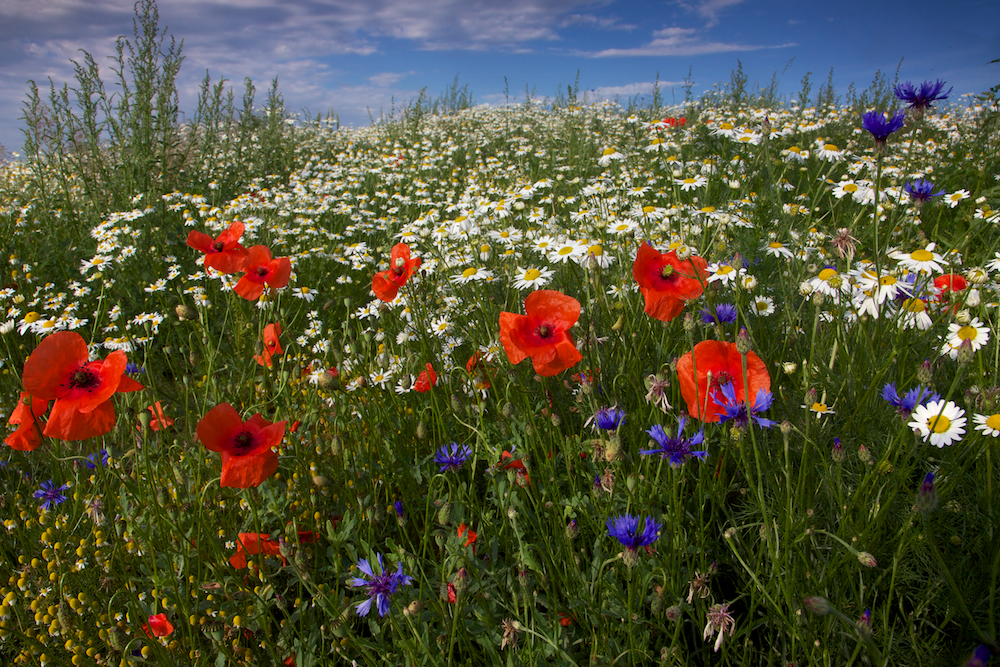 Blumenwiese Foto & Bild landschaft, Äcker, felder & wiesen, mohn