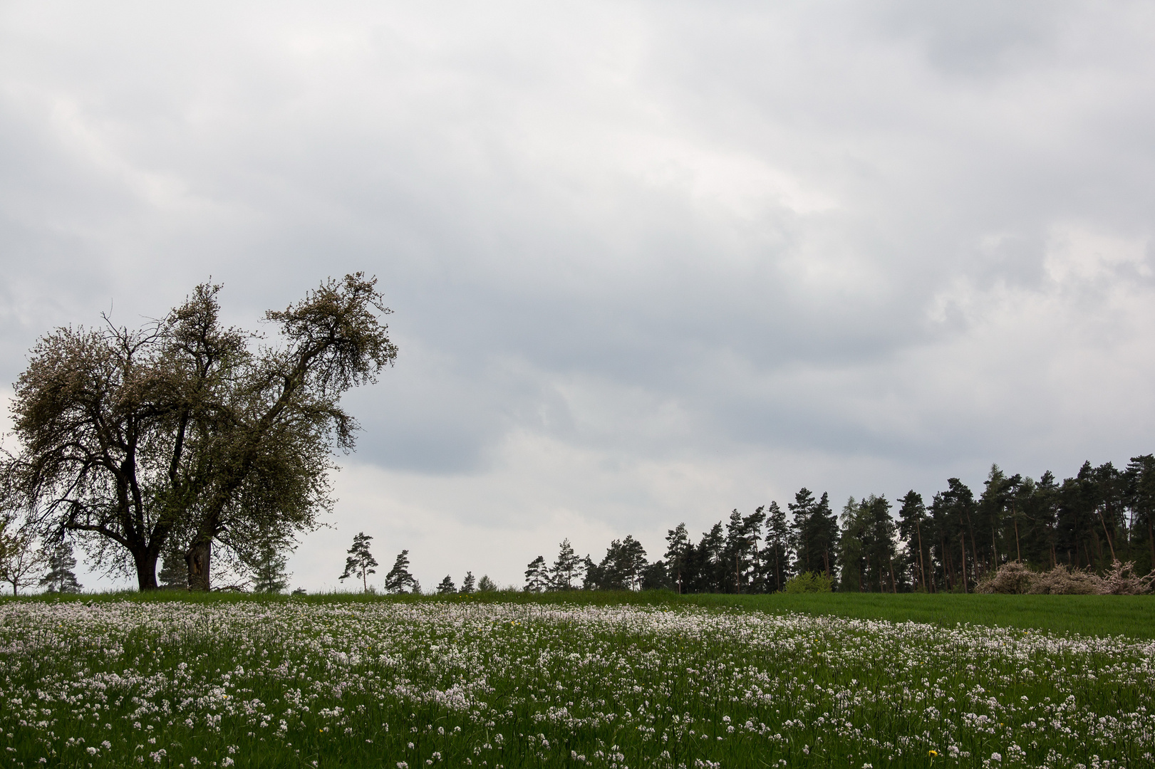 Blumenwiese