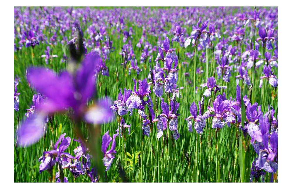 Blumenwiese