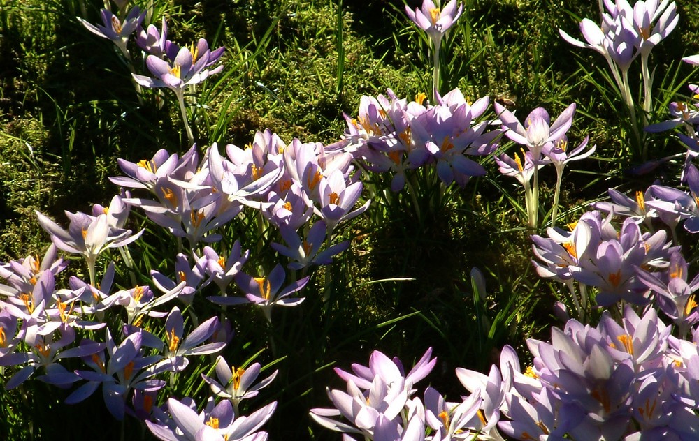 Blumenwiese von daniel magner 