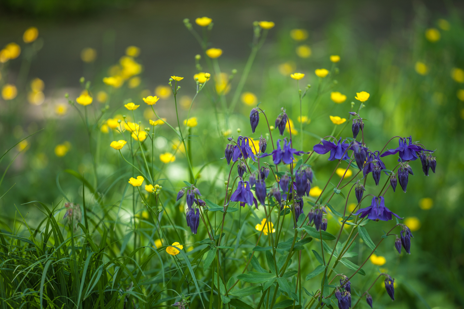 Blumenwiese