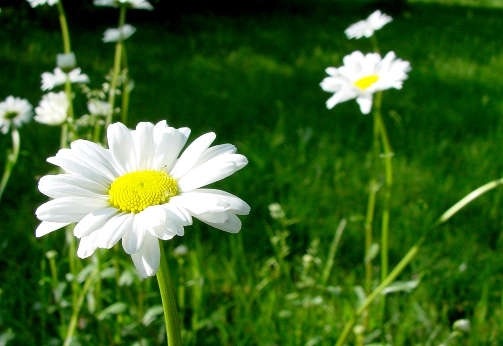 [Blumenwiese]