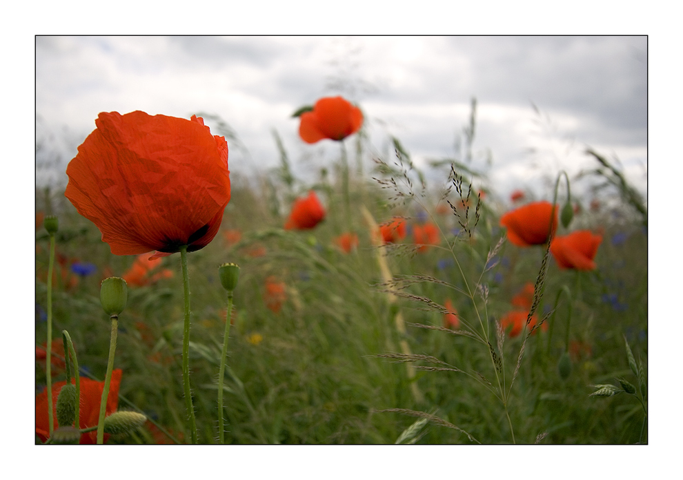 Blumenwiese