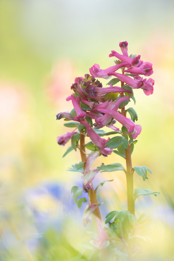 Blumenwiese