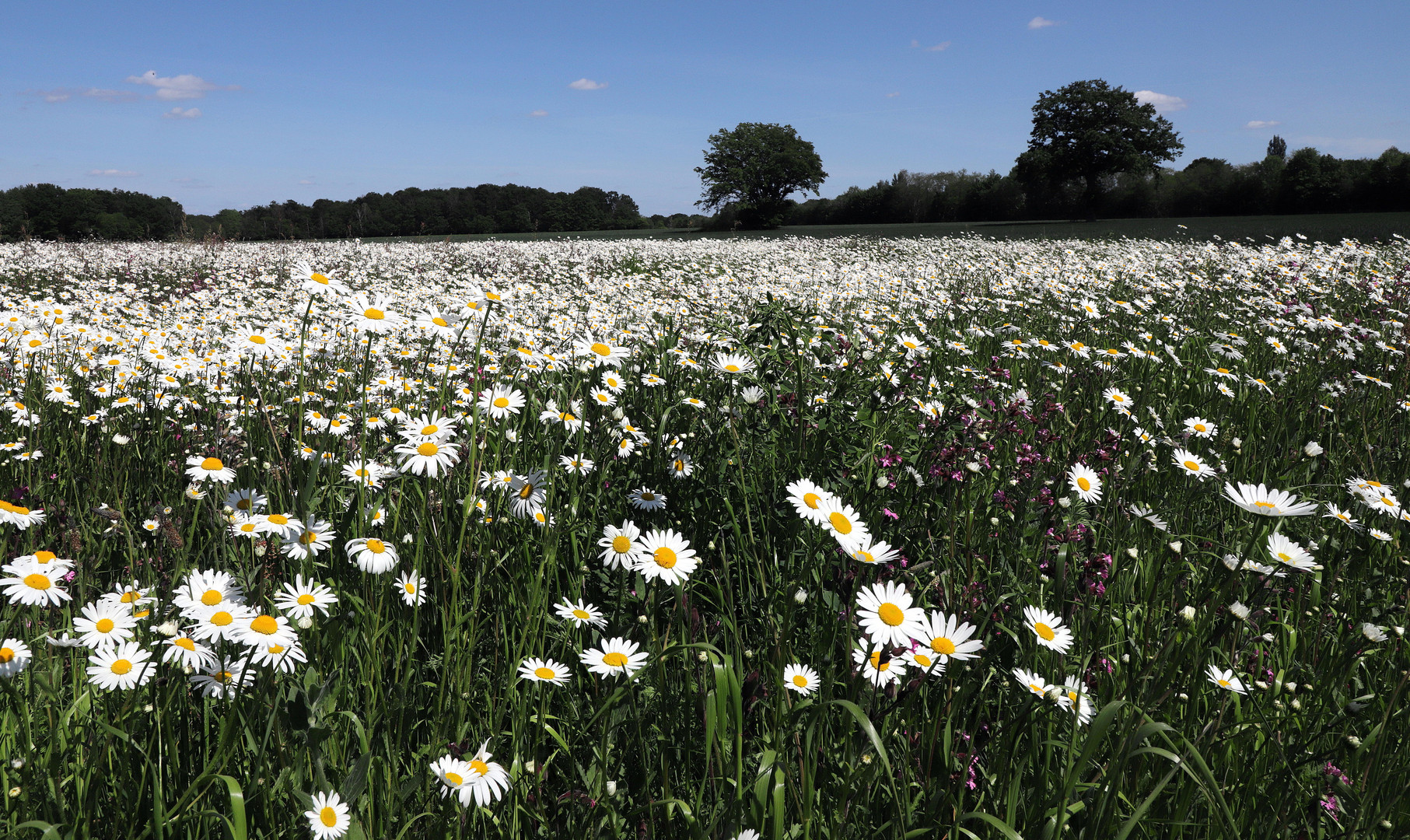 blumenwiese