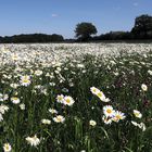 blumenwiese