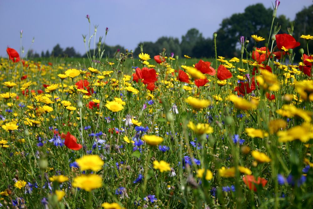 Blumenwiese Foto & Bild | landschaft, rückkehr der natur, natur Bilder