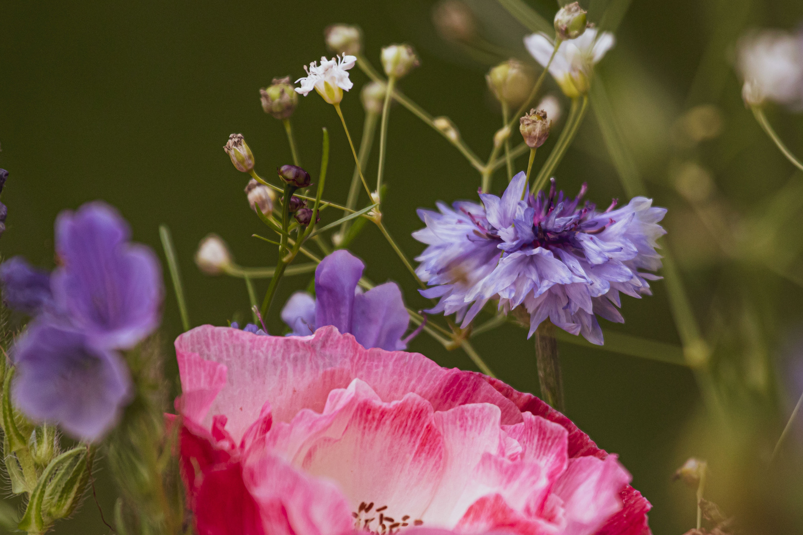 Blumenwiese