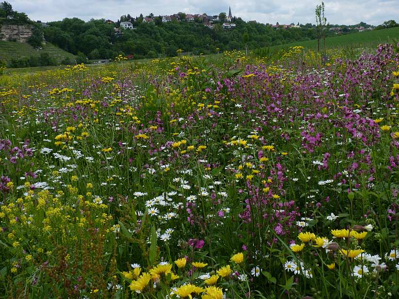 Blumenwiese