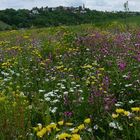 Blumenwiese