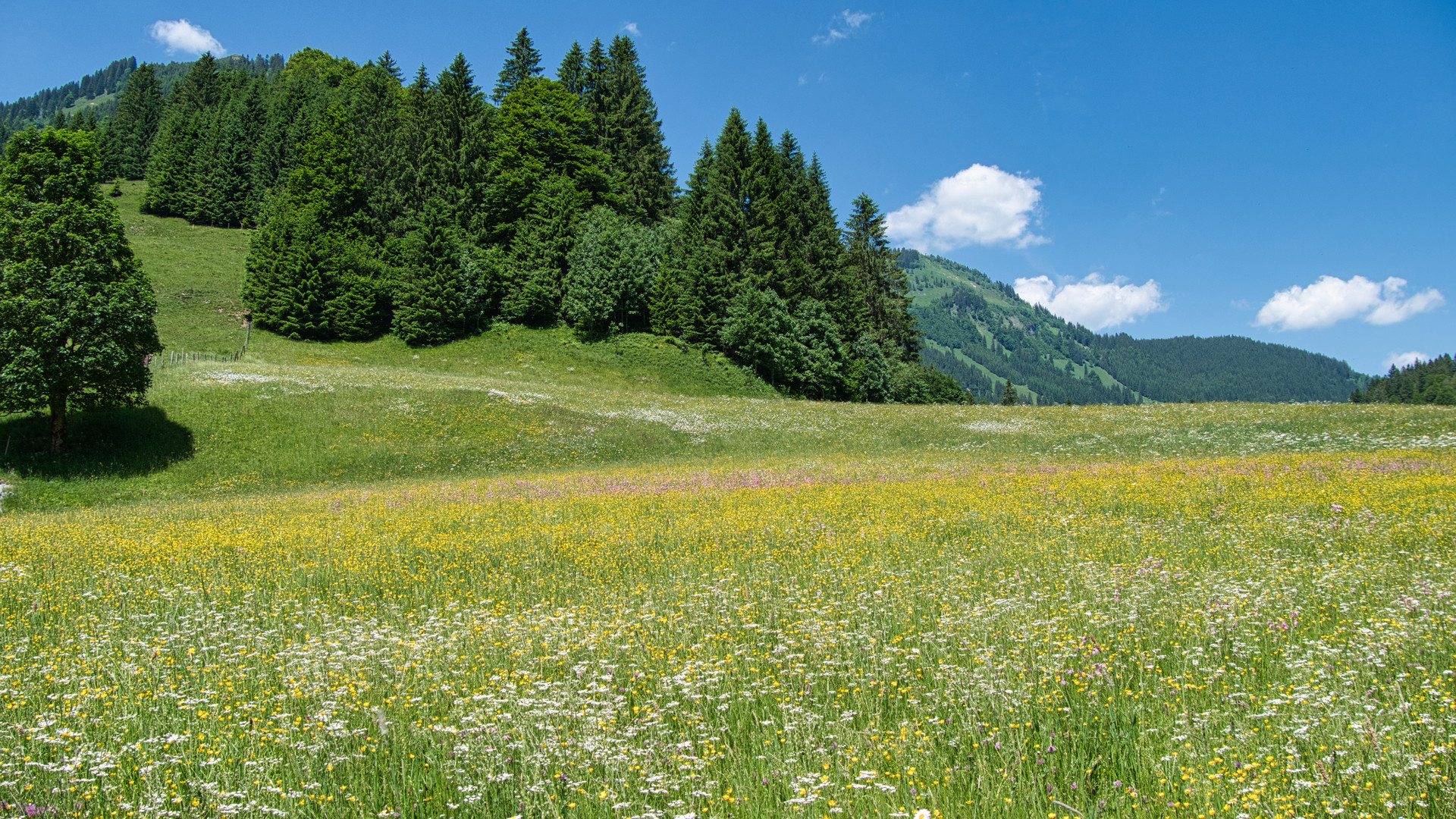 Blumenwiese