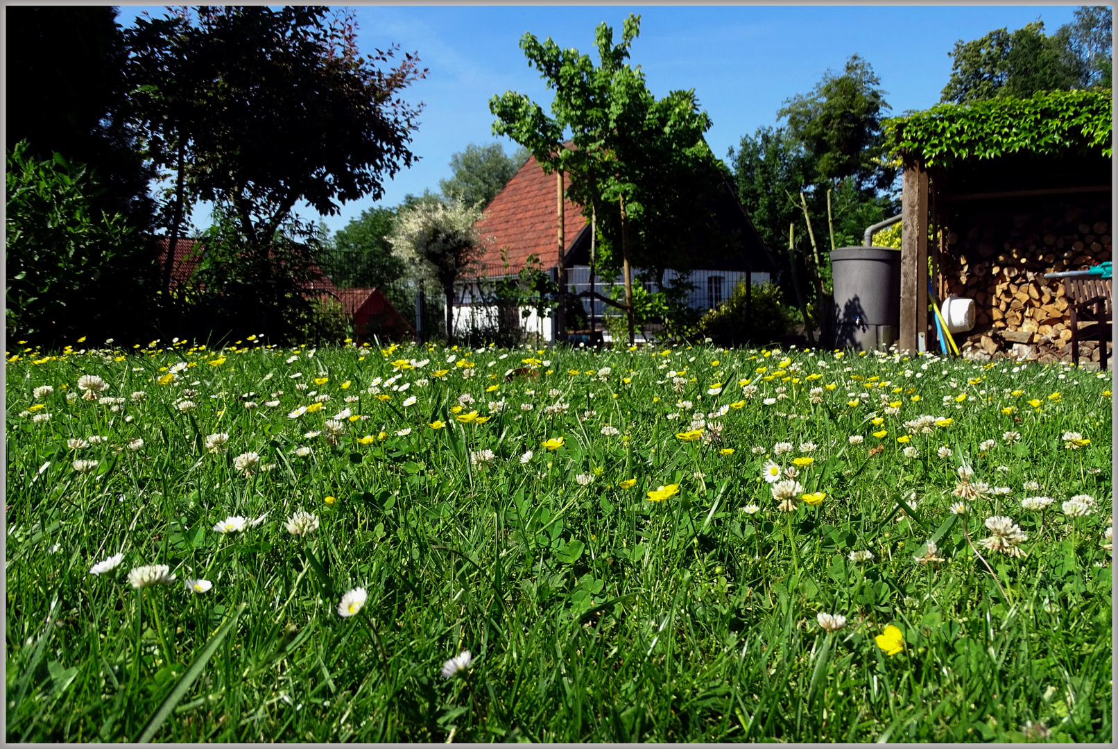 Blumenwiese