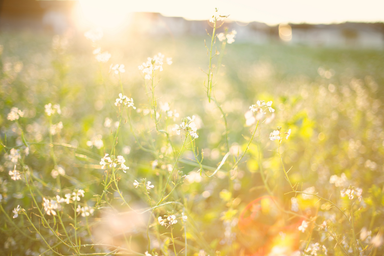 Blumenwiese