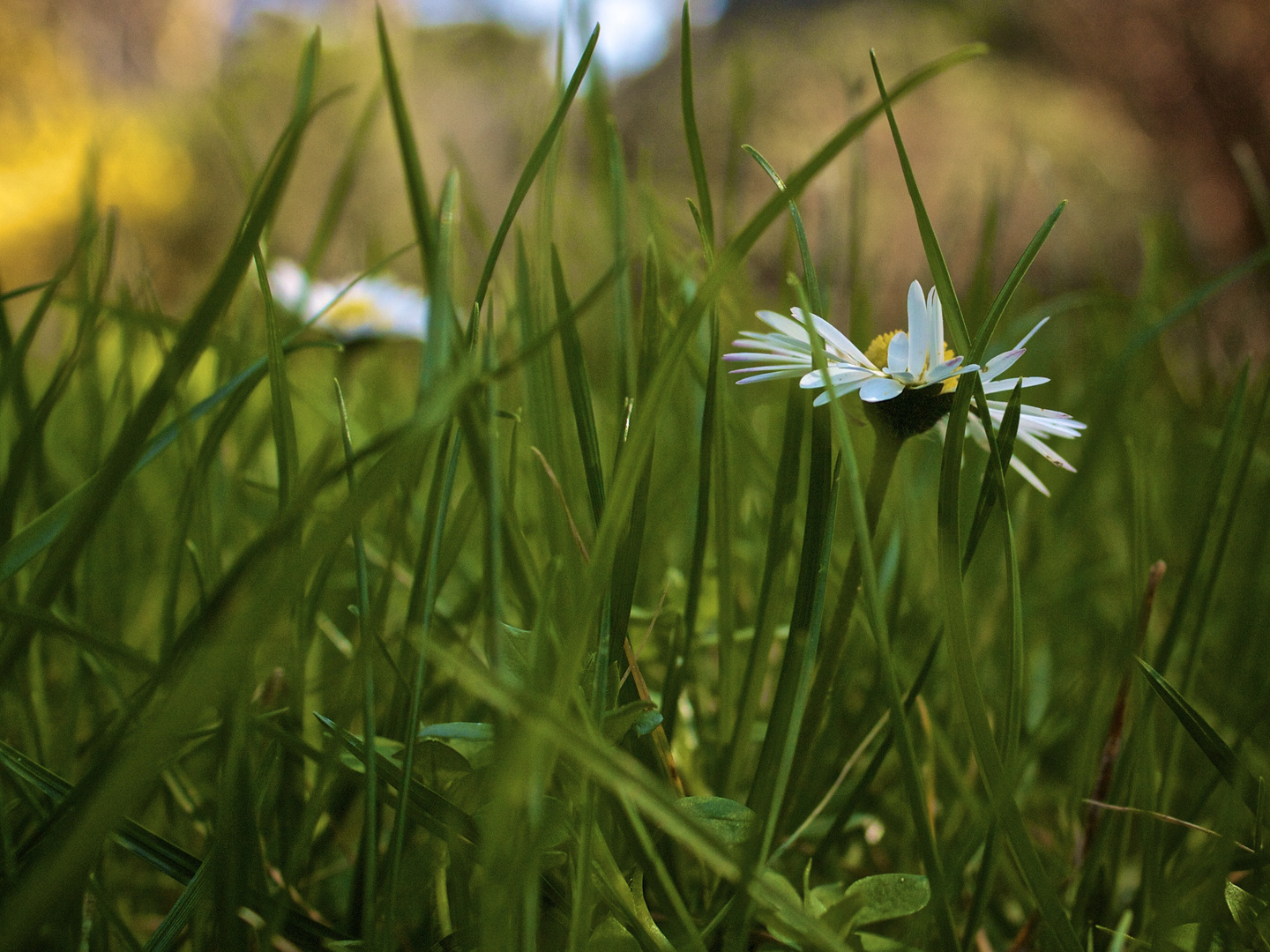 Blumenwiese