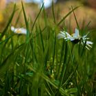 Blumenwiese