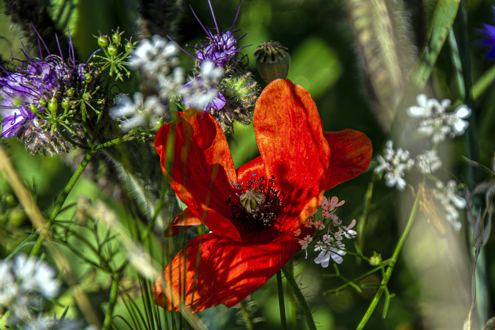 Blumenwiese