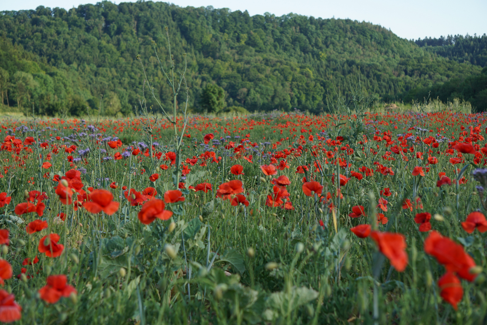 Blumenwiese