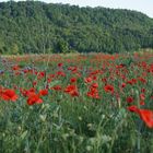 Blumenwiese