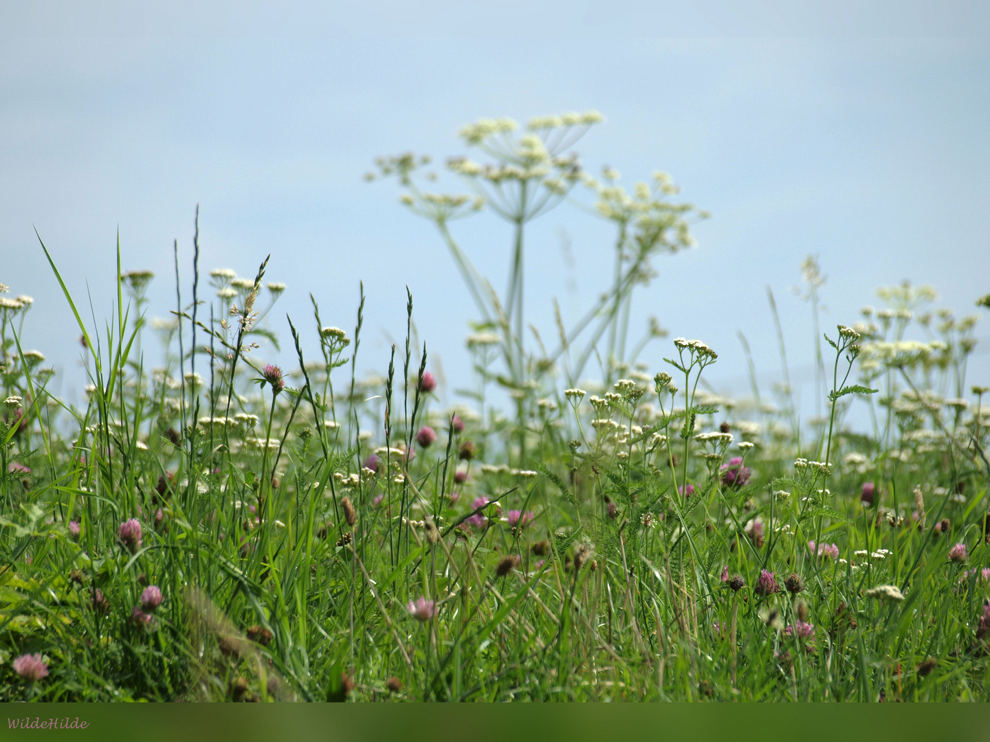 Blumenwiese