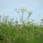 Blumenwiese