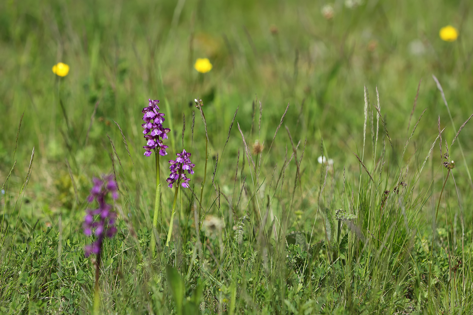 ..Blumenwiese...