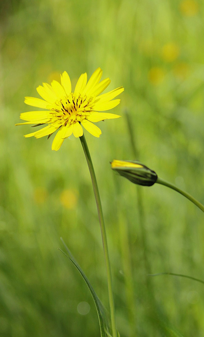 Blumenwiese