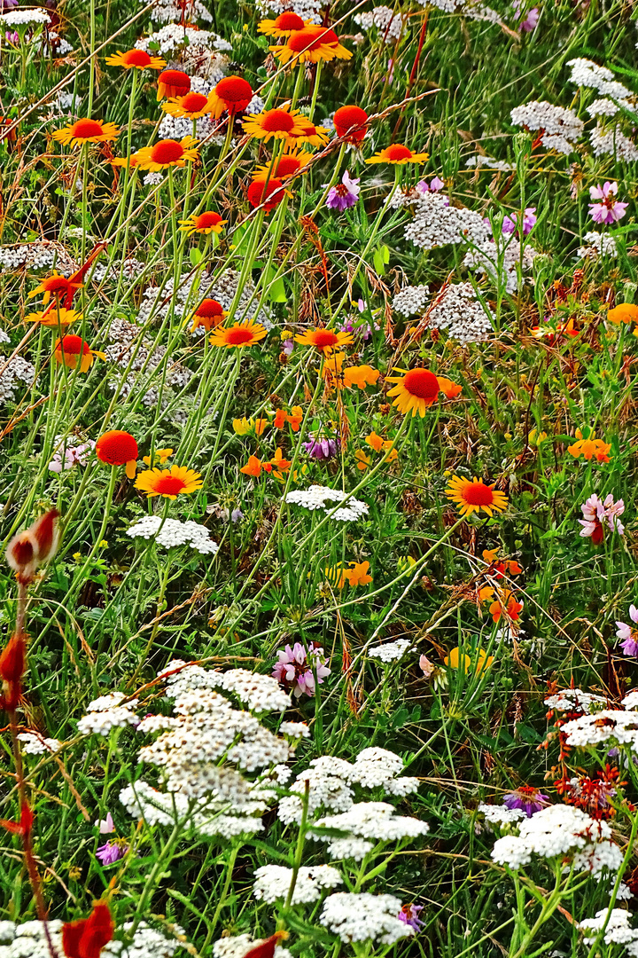 Blumenwiese