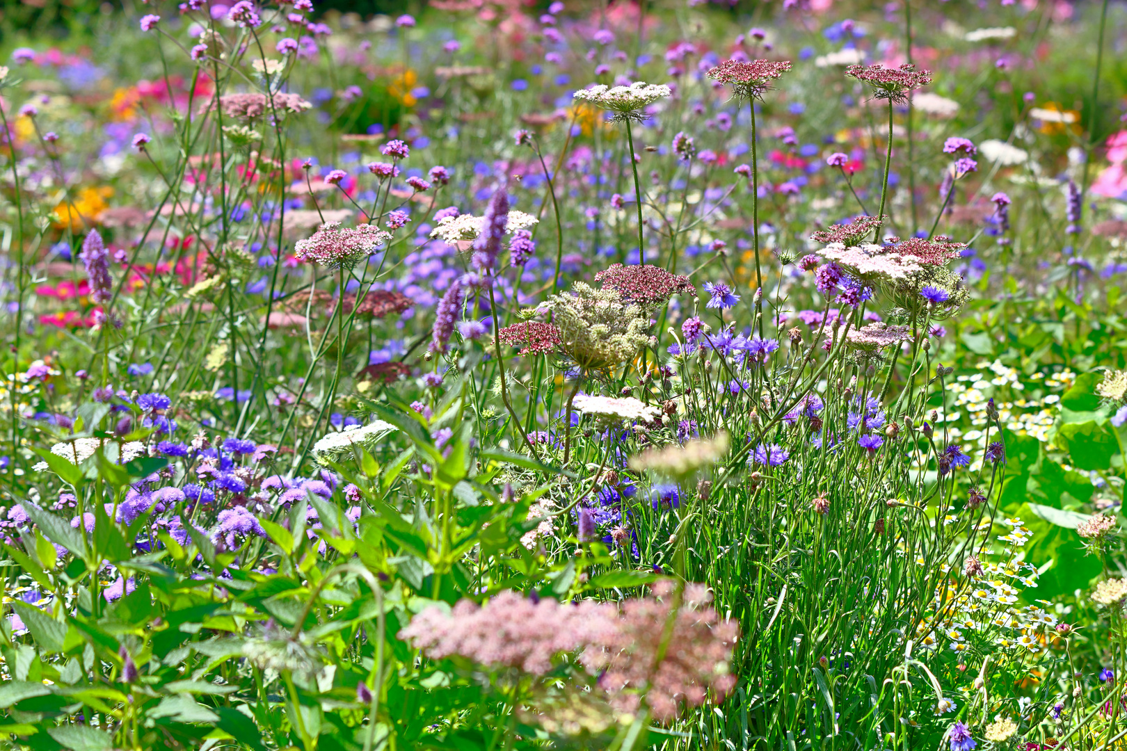 Blumenwiese