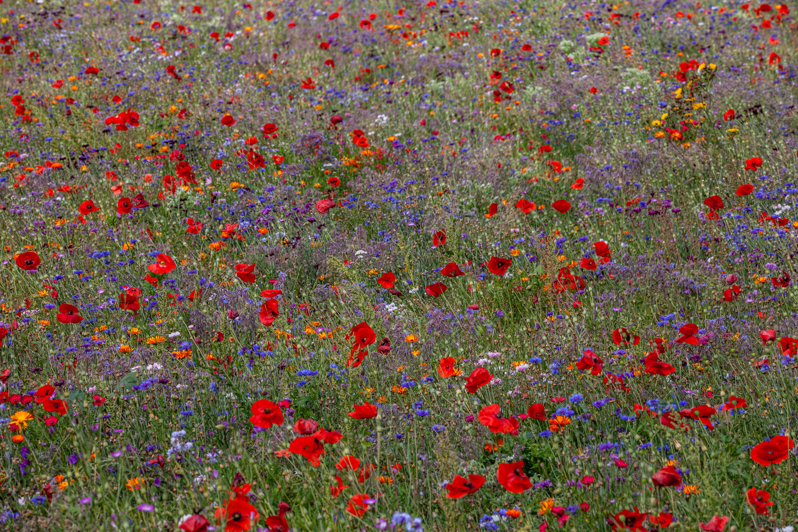 Blumenwiese Foto &amp; Bild | wiese, natur, mohn Bilder auf fotocommunity