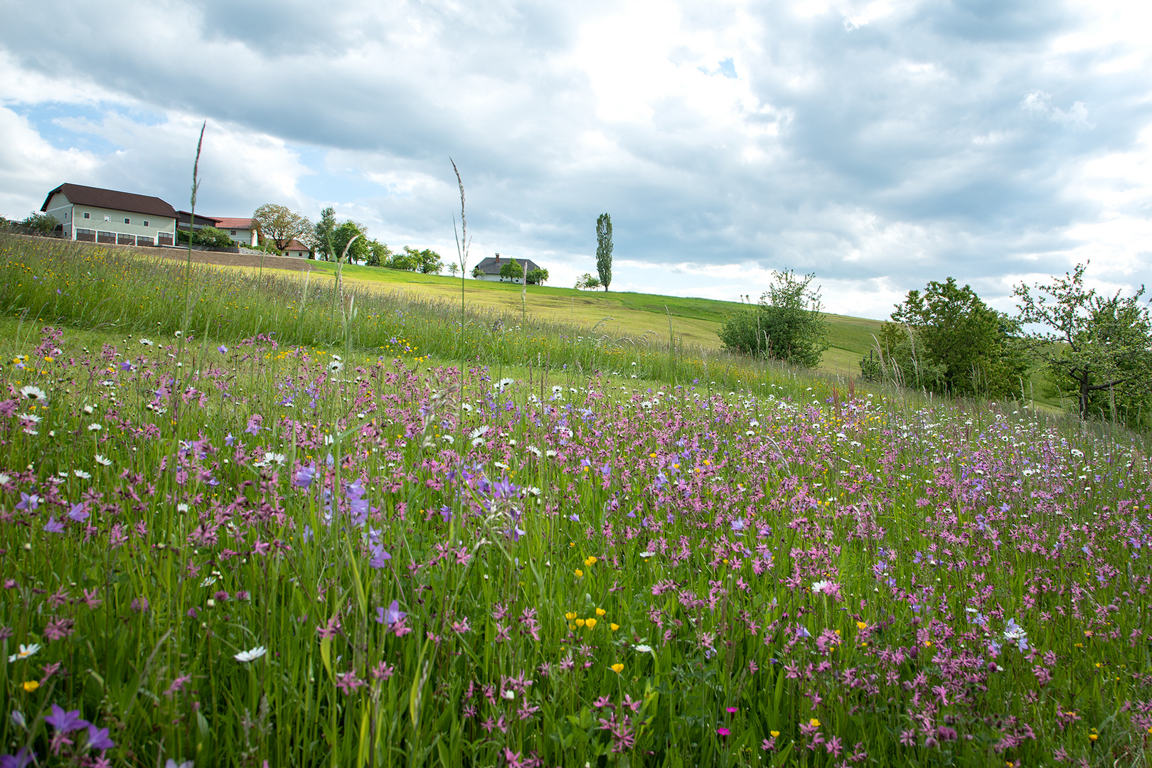 Blumenwiese