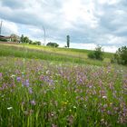 Blumenwiese