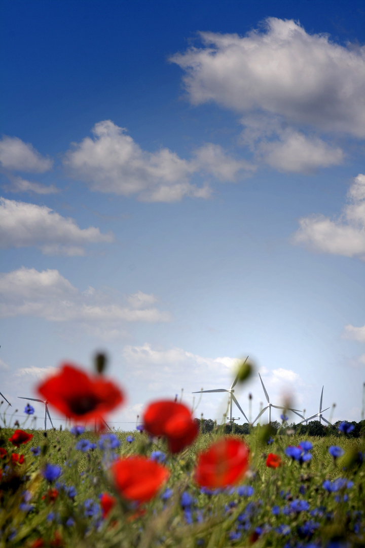 Blumenwiese