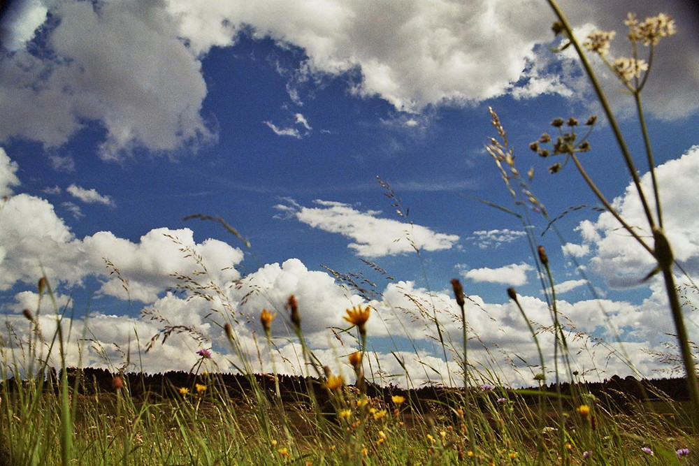 Blumenwiese