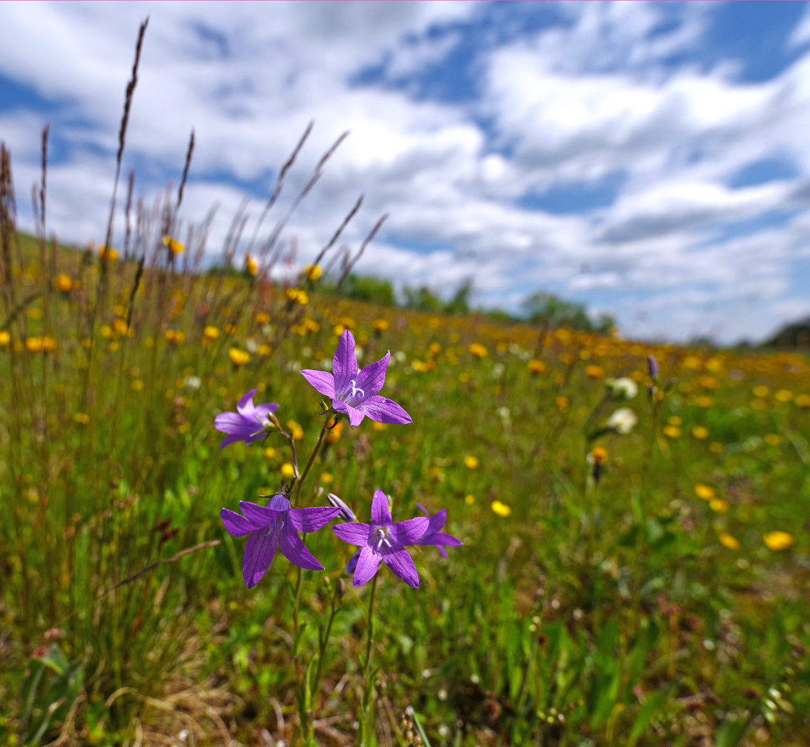 Blumenwiese