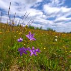 Blumenwiese