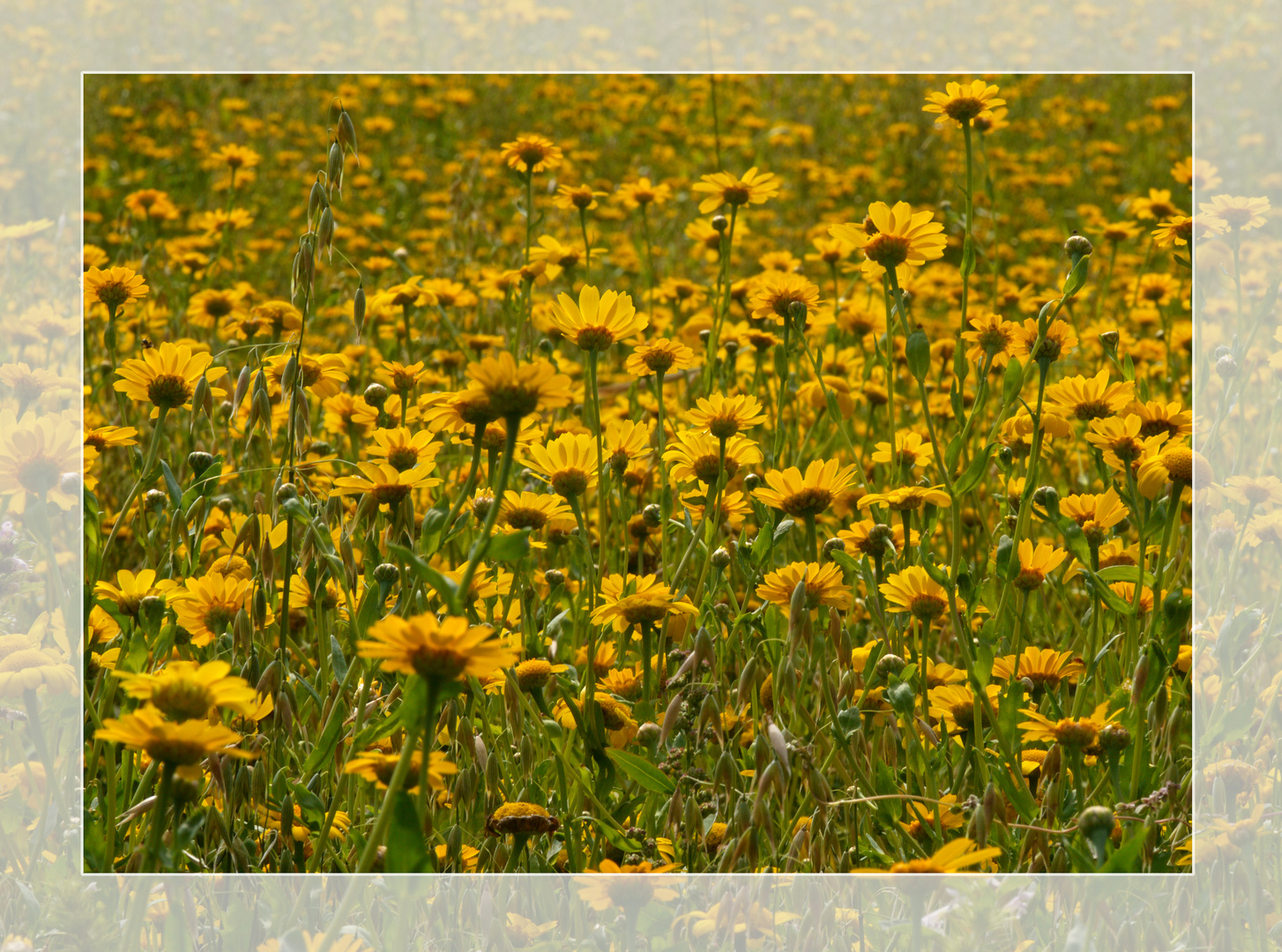 Blumenwiese