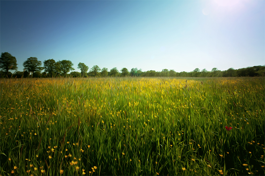 Blumenwiese