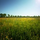 Blumenwiese