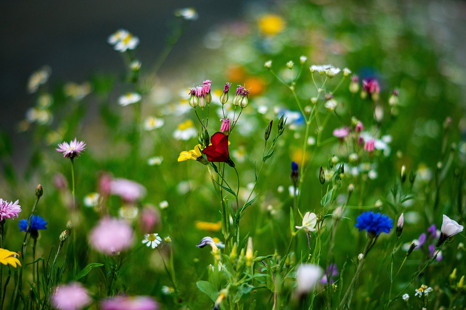 Blumenwiese