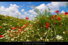 Blumenwiese