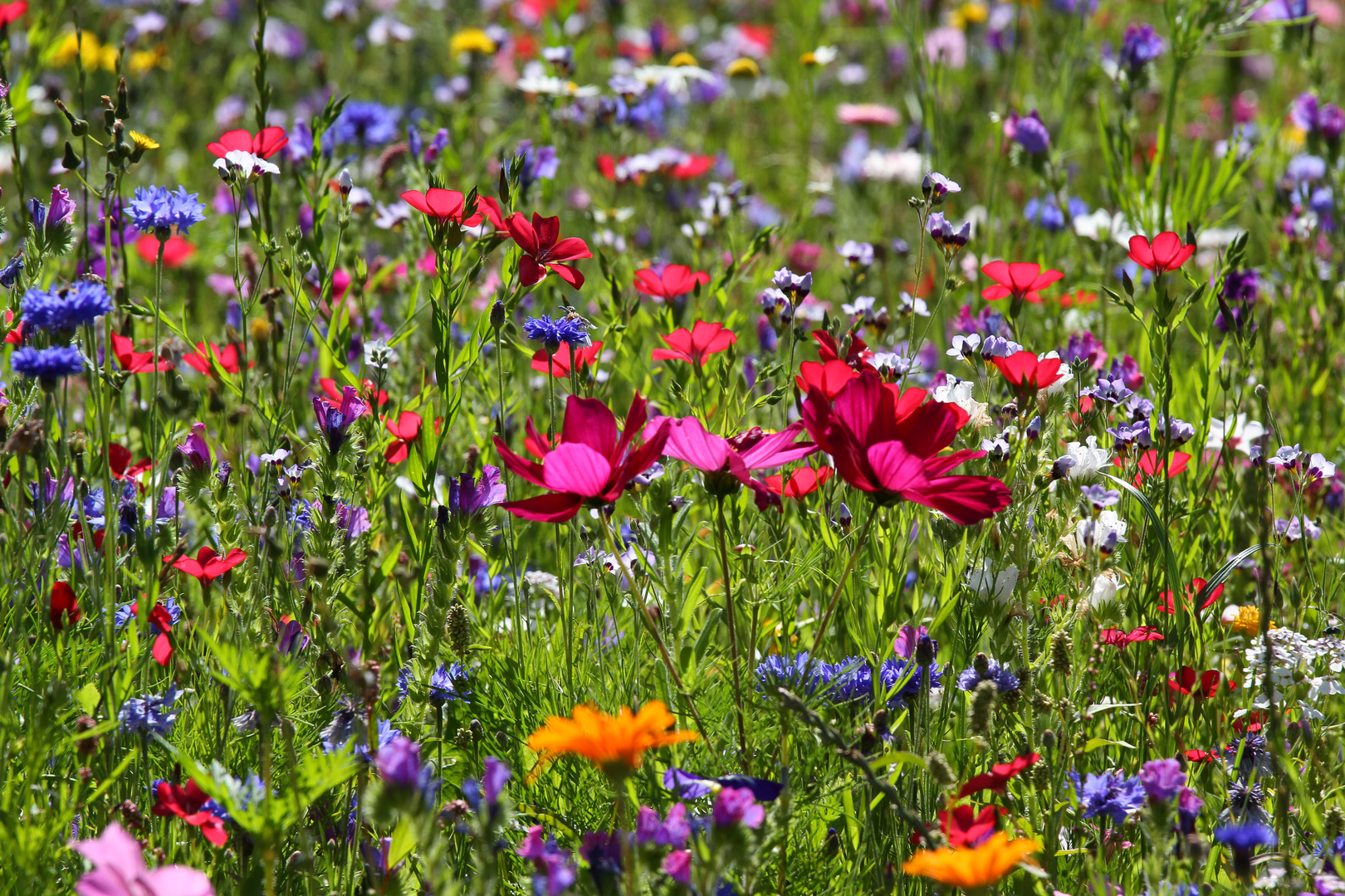 Blumenwiese