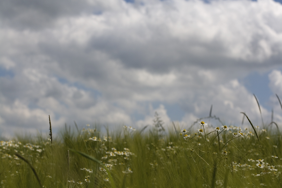 Blumenwiese