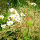 Blumenwiese