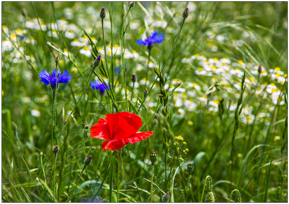 Blumenwiese