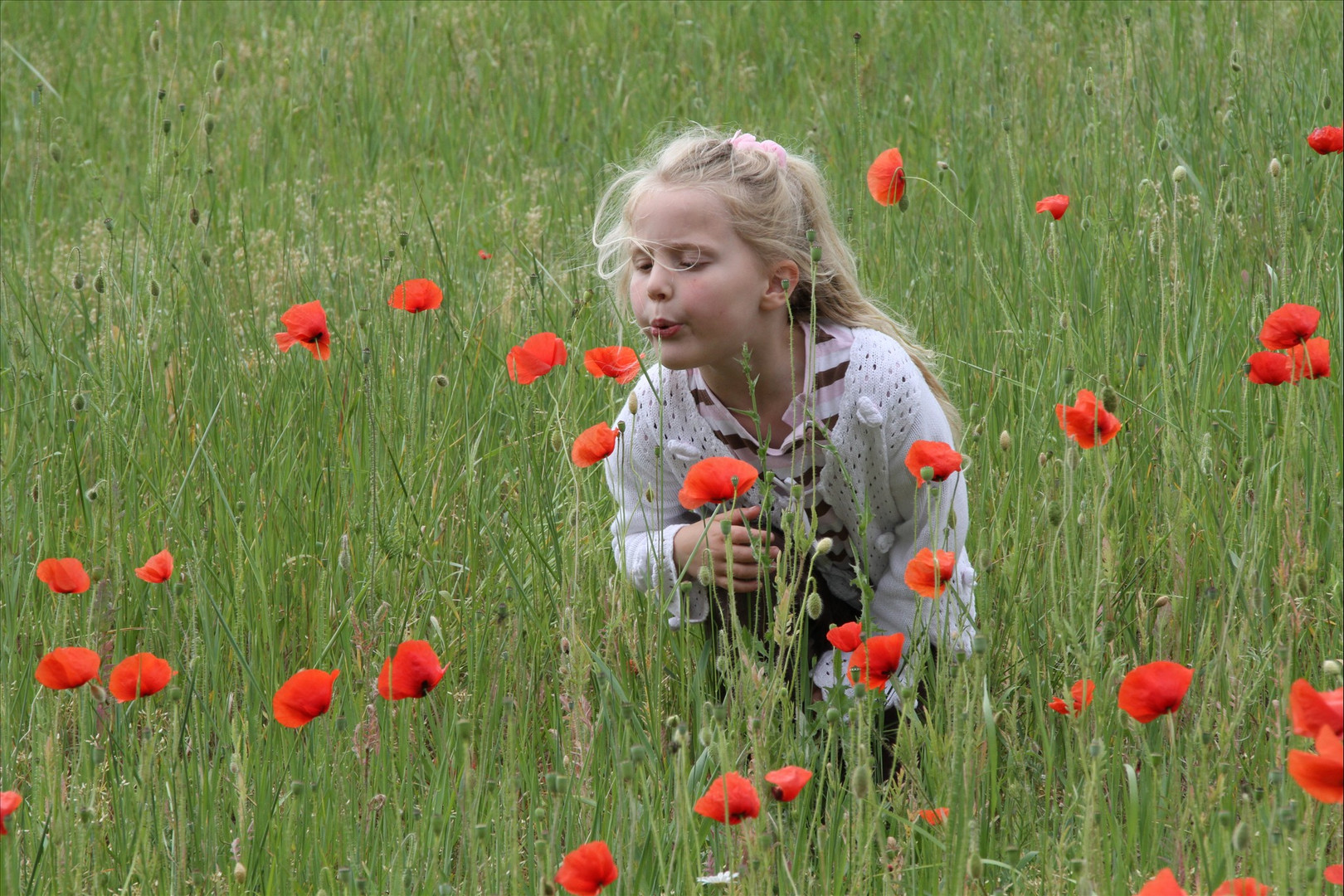 blumenwiese