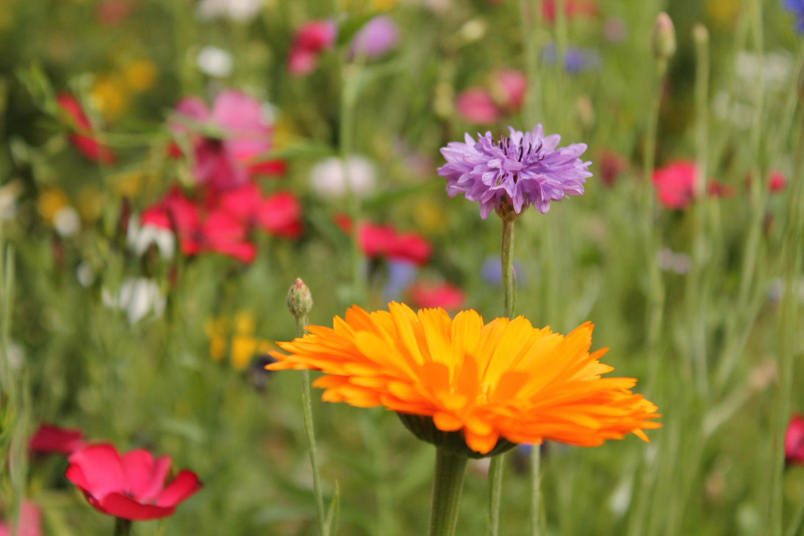 Blumenwiese