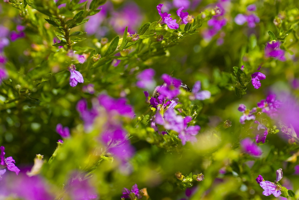 Blumenwiese